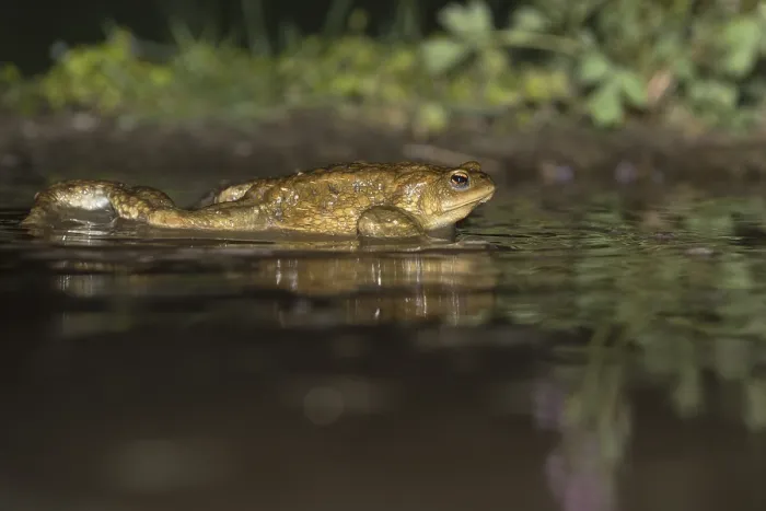 Framed Print : Common Toad, Gewone Pad, Bufo bufo