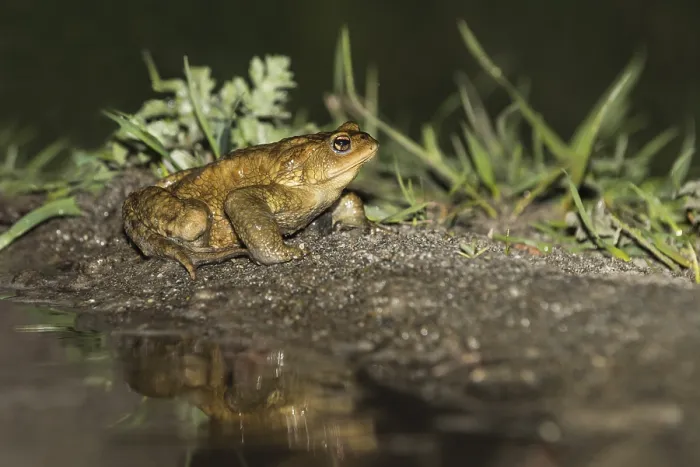 Framed Print : Common Toad, Gewone Pad, Bufo bufo