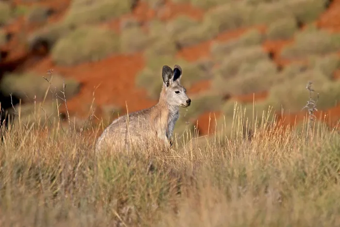 Framed Print : Common wallaroo (Macropus robustus)