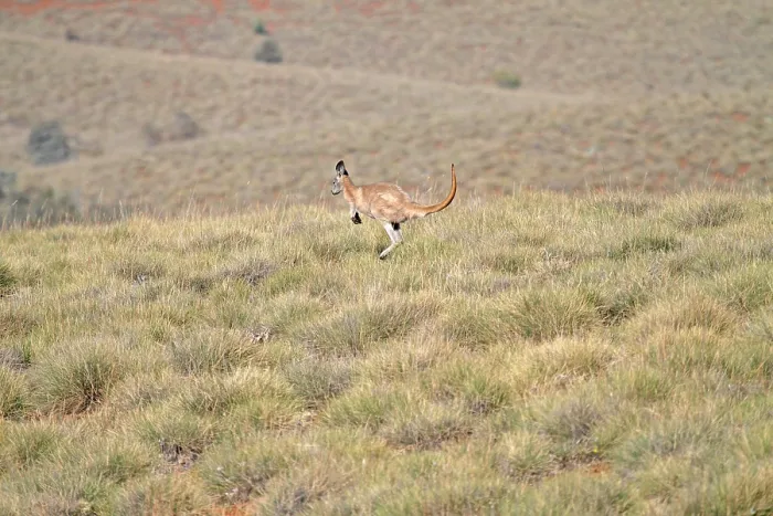 Framed Print : Common wallaroo (Macropus robustus)