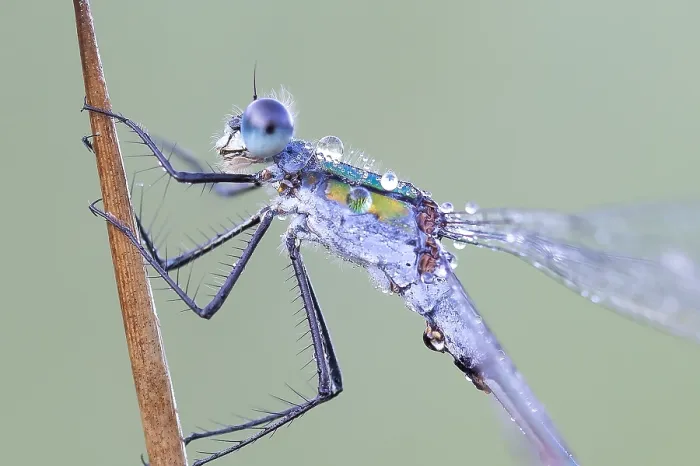 Framed Print : Comon Spreadwing; Lestes sponsa