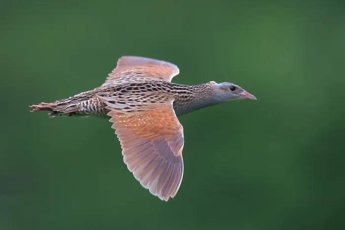 Framed Print : Corncrake, Crex crex