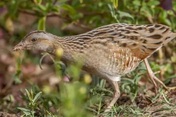 Framed Print : Corncrake, Crex crex