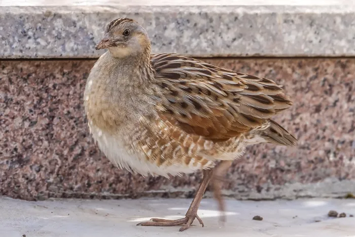 Framed Print : Corncrake, Crex crex