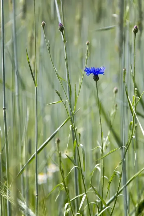 Framed Print : Cornflower, Centaurea cyanus Framed Print : Cornflower, Centaurea cyanus