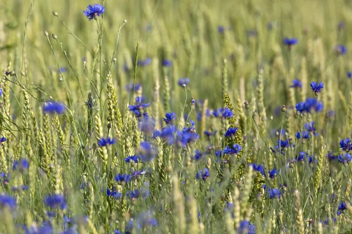 Framed Print : Cornflower, Centaurea cyanus