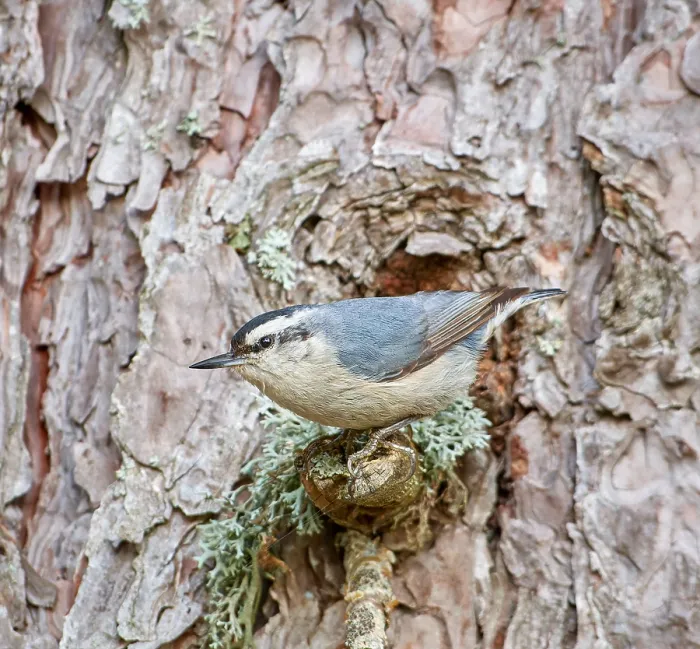 Framed Print : Corsican Nuthatch, Sitta whiteheadi