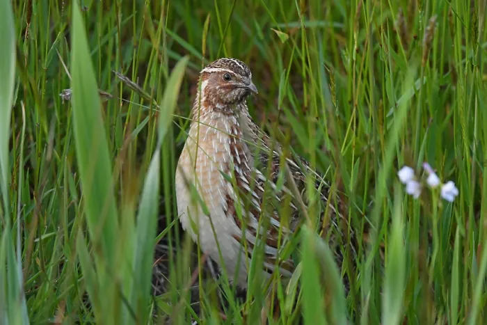 Framed Print : Coturnix coturnix