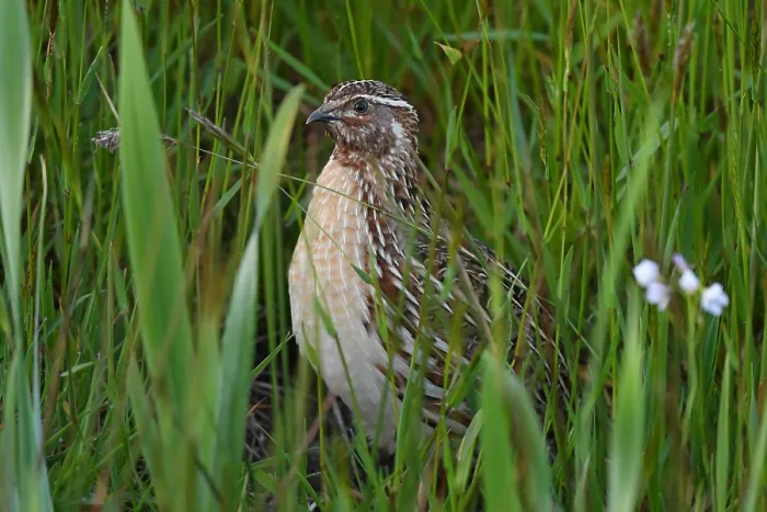 Framed Print : Coturnix coturnix