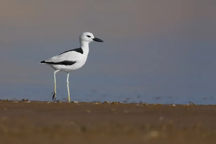 Framed Print : Crab-plover