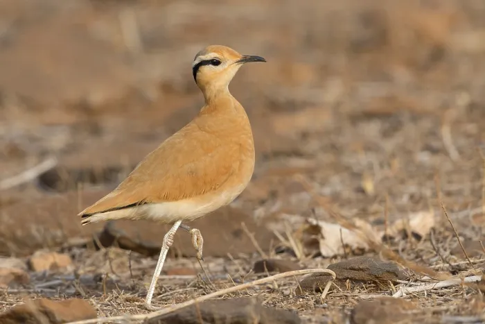 Framed Print : Cream-colored courser