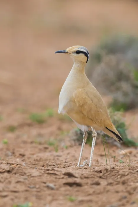 Framed Print : Cream-colored Courser, Cursorius cursor