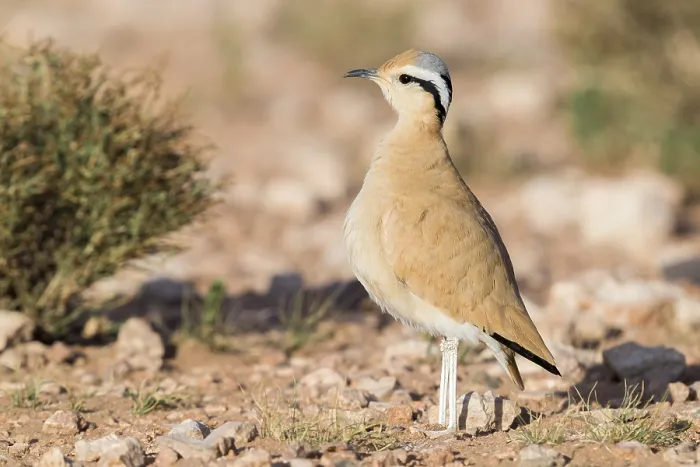 Framed Print : Cream-colored Courser, Cursorius cursor