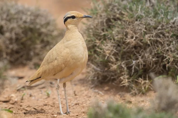 Framed Print : Cream-colored Courser, Cursorius cursor