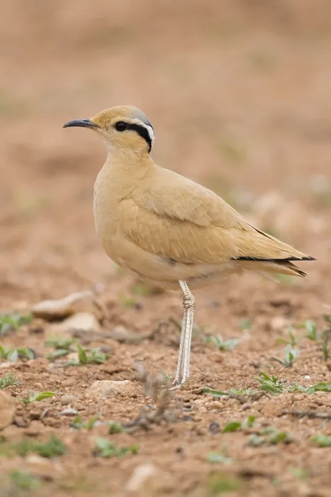 Framed Print : Cream-colored Courser, Cursorius cursor