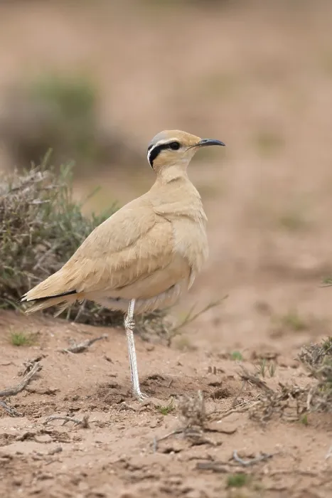 Framed Print : Cream-colored Courser, Cursorius cursor