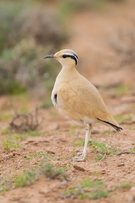 Framed Print : Cream-colored Courser, Cursorius cursor