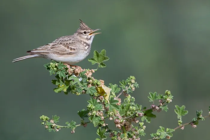 Framed Print : Crested Lark