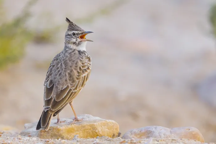 Framed Print : Crested Lark