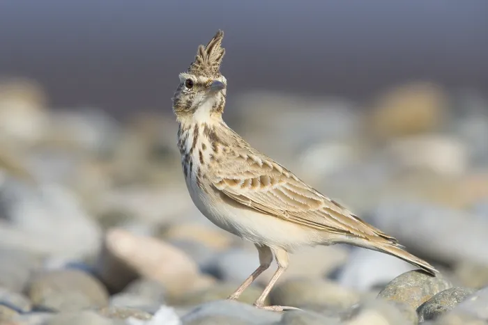 Framed Print : Crested Lark Framed Print : Crested Lark