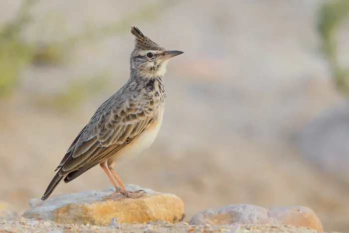 Framed Print : Crested Lark Framed Print : Crested Lark