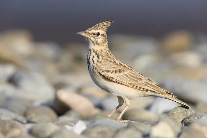 Framed Print : Crested Lark Framed Print : Crested Lark