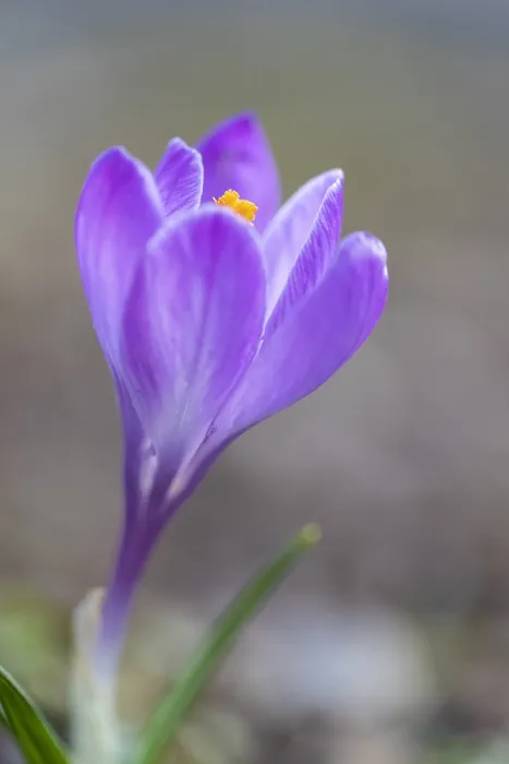 Framed Print : Crocus neapolitanus