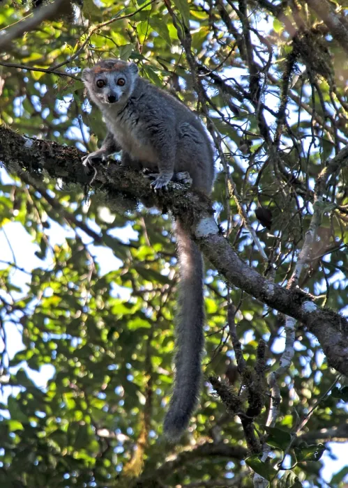 Framed Print : Crowned lemur, Eulemur coronatus