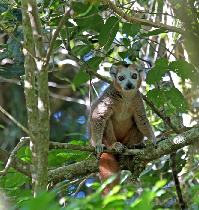 Framed Print : Crowned lemur, Eulemur coronatus