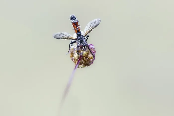 Framed Print : Cylindromyia interrupta