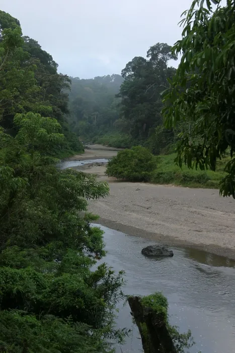 Framed Print : Danum, Danum Valley