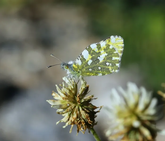 Framed Print : Dappled White Euchloe crameri