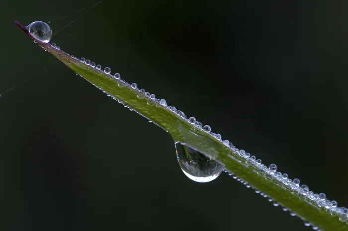 Framed Print : dauw, dew. dauw; dew