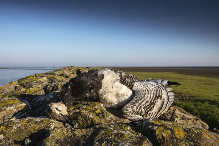 Framed Print : Dead barnacle goose