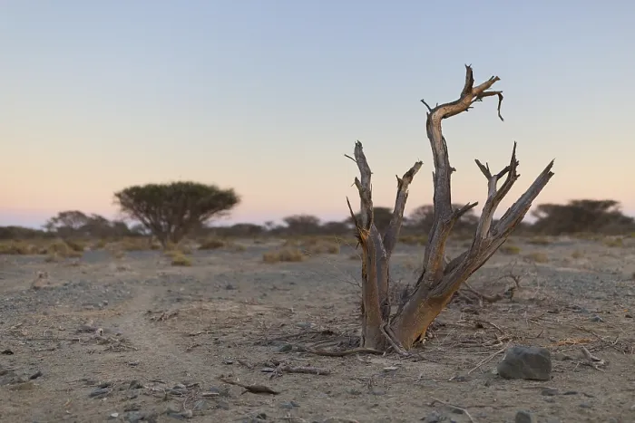 Framed Print : Dead Tree in arid plain