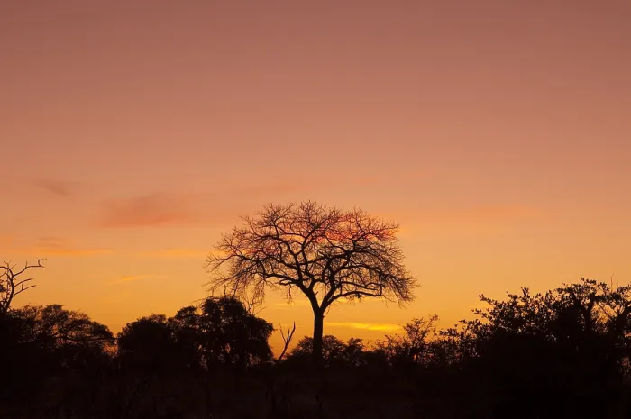 Framed Print : A dead tree at sunset. Botswana Framed Print : A dead tree at sunset. Botswana