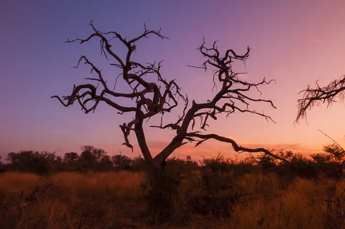 Framed Print : A dead tree at sunset. Botswana