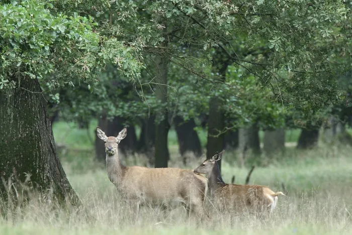 Framed Print : deer