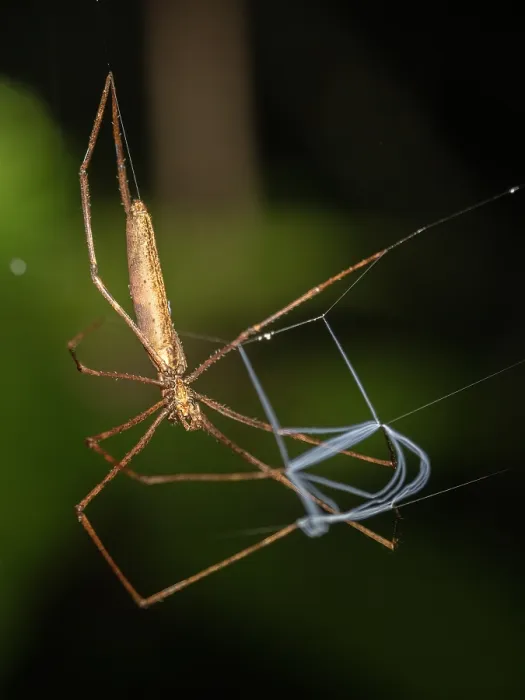 Framed Print : Deinopidae Net Casting Spider