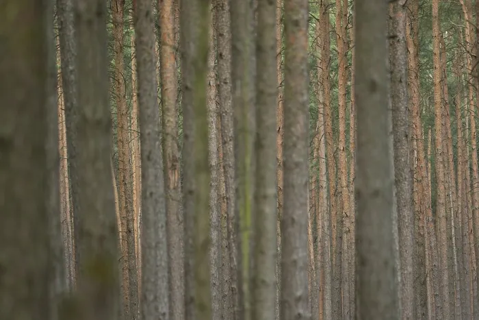 Framed Print : Dennenbos, Pine Forest