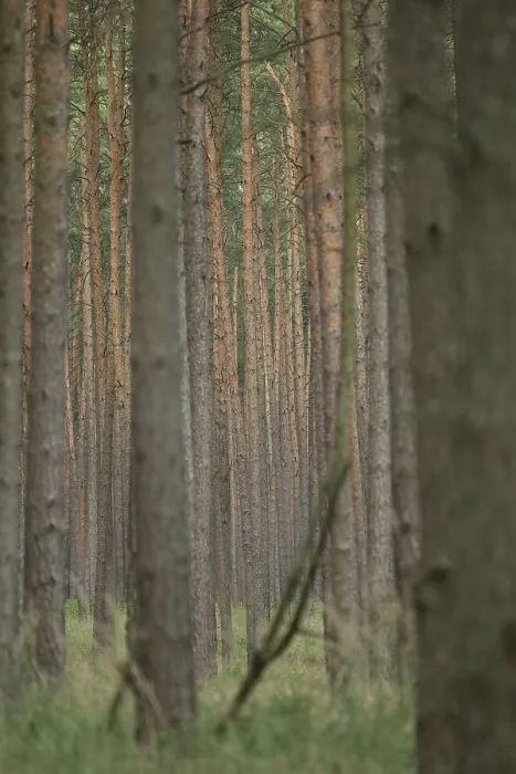 Framed Print : Dennenbos, Pine Forest