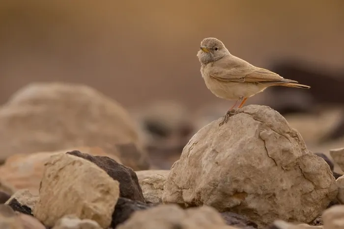 Framed Print : Desert Lark