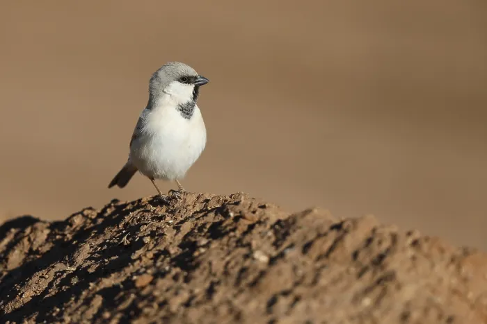 Framed Print : Desert Sparrow, Passer simplex Framed Print : Desert Sparrow, Passer simplex
