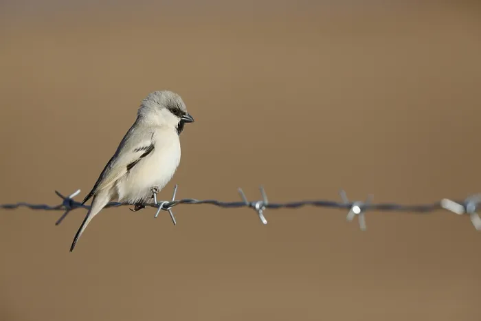 Framed Print : Desert Sparrow, Passer simplex
