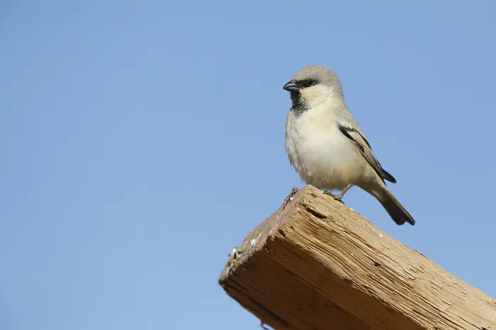 Framed Print : Desert Sparrow, Passer simplex