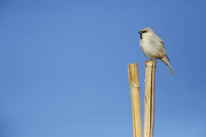 Framed Print : Desert Sparrow, Passer simplex Framed Print : Desert Sparrow, Passer simplex