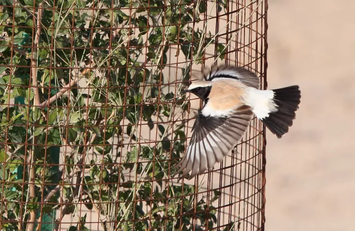 Framed Print : Desert Wheatear