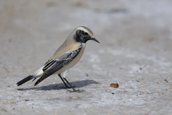 Framed Print : Desert Wheatear