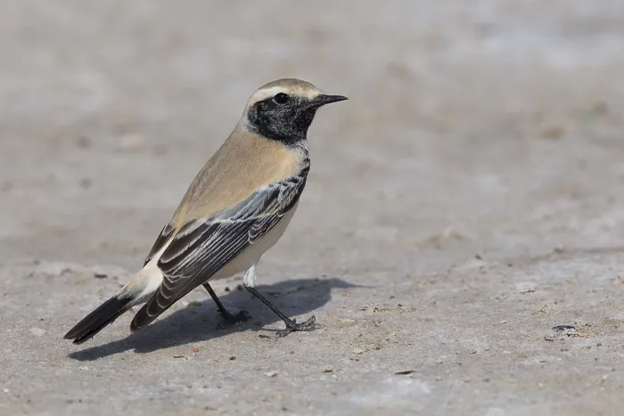 Framed Print : Desert Wheatear