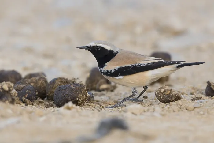 Framed Print : Desert Wheatear